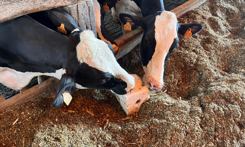 WhatsApp Image 2026-04-09 at 17.08.21 (5)